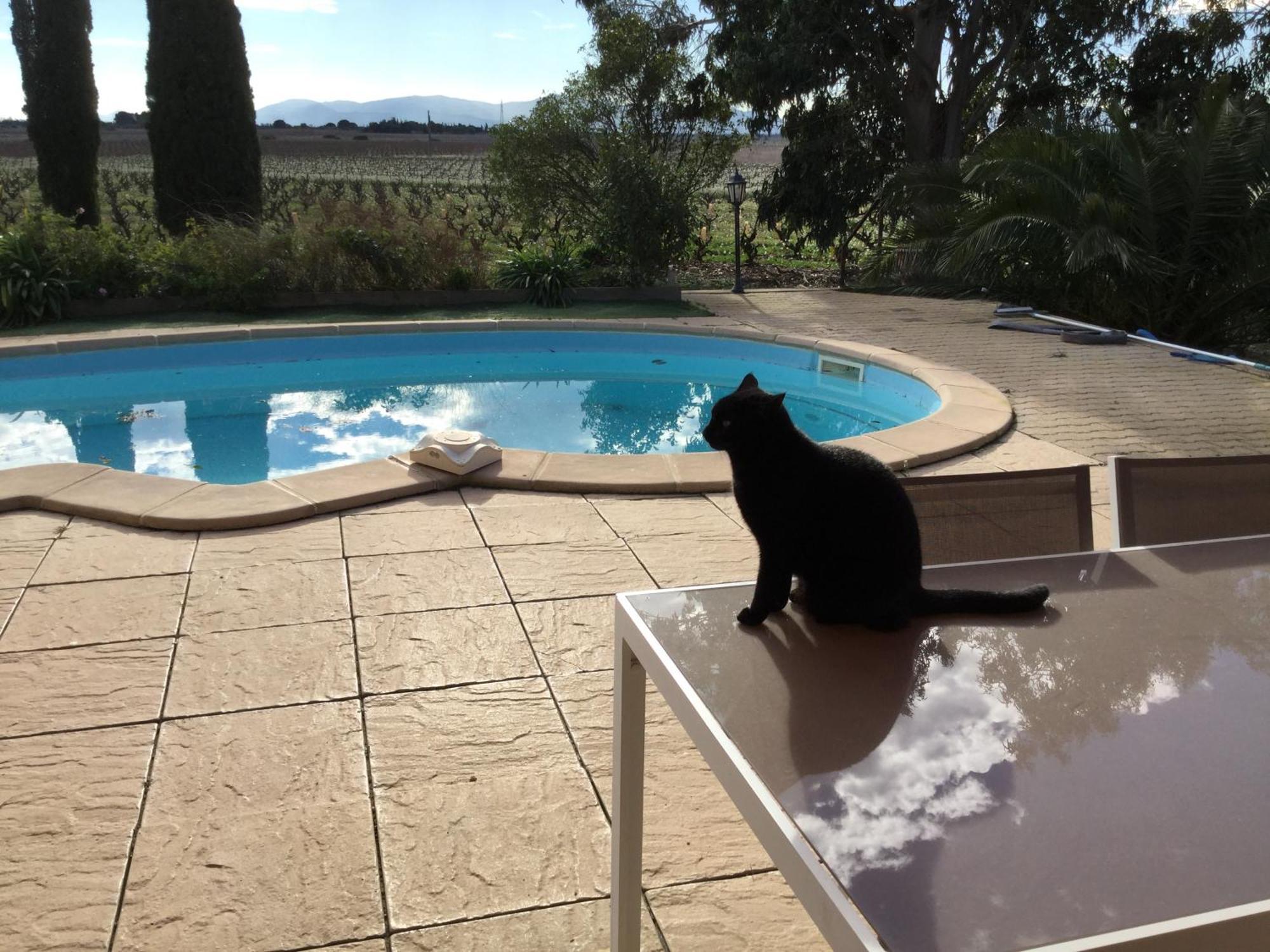 Mas Soleil Et Vignes Bed and Breakfast Saint-Hippolyte  Εξωτερικό φωτογραφία