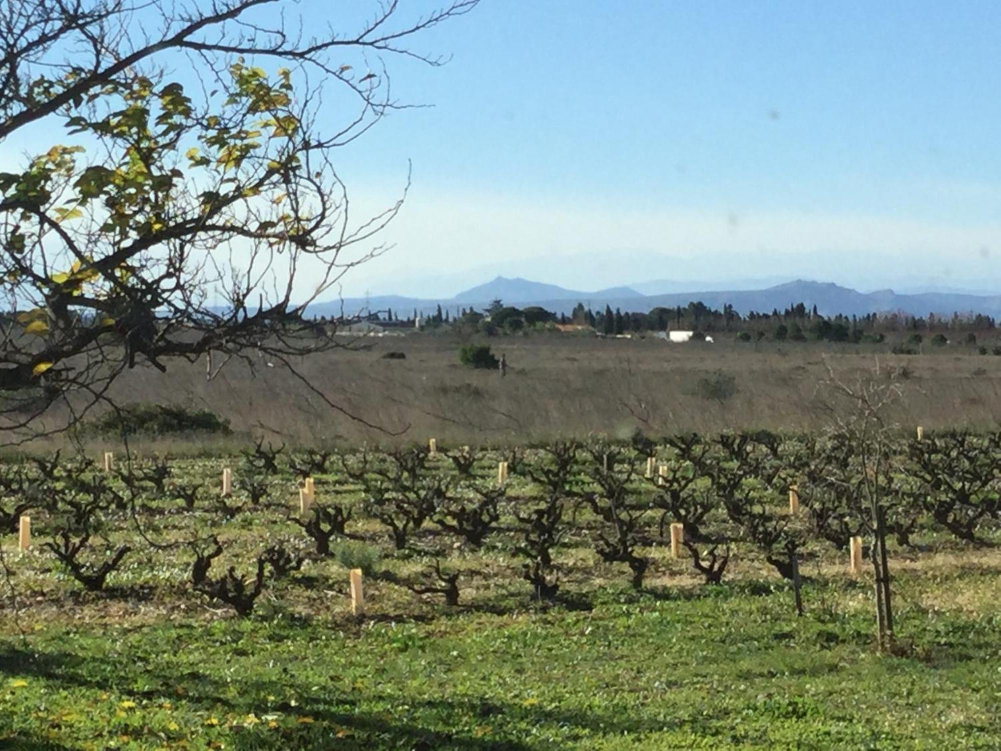 Mas Soleil Et Vignes Bed and Breakfast Saint-Hippolyte  Εξωτερικό φωτογραφία